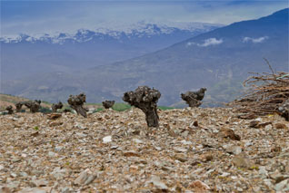 VIA DEL VINO DE ALBUOL - AL FONDO SIERRA NEVADA